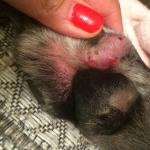 Пододерматит у собак: симптомы и лечение Заболевание у собак на ступне лапы