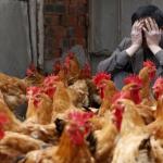 Птичий грипп: обзор болезни от А до Я