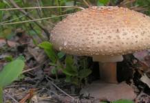 Мухомор серо-розовый — описание, где растет, ядовитость гриба Розовый мухомор